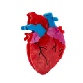 Anatomical Heart Hair Clip | COLETTE BERNARD